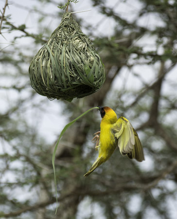 weaver